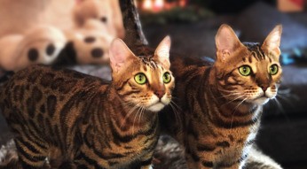 Apecrime Katze Challenge featured Vodafone