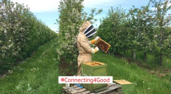 Ein Imker und ein Bienenvolk auf einem blühenden Feld.