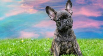 Hund fotografieren (Französische Bulldogge)