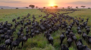 In dieser Szene aus der Serie Unser Planet, einer der beste Netflix-Dokus über Planeten, ist eine riesige Herde Gnus zu sehen, die in der afrikanischen Savanne bei Sonnenaufgang in Richtung Horizont zieht.