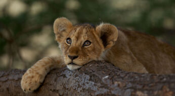 Auf dem Bild im Artikel zum National Geographic Special bei GigaTV siehst du ein Löwenjunges, das seinen Kopf und eine Pfote auf einem Baumstamm ablegt. Es blickt aufmerksam und neugierig in die Ferne, während der Hintergrund in sanften Grüntönen verschwimmt.