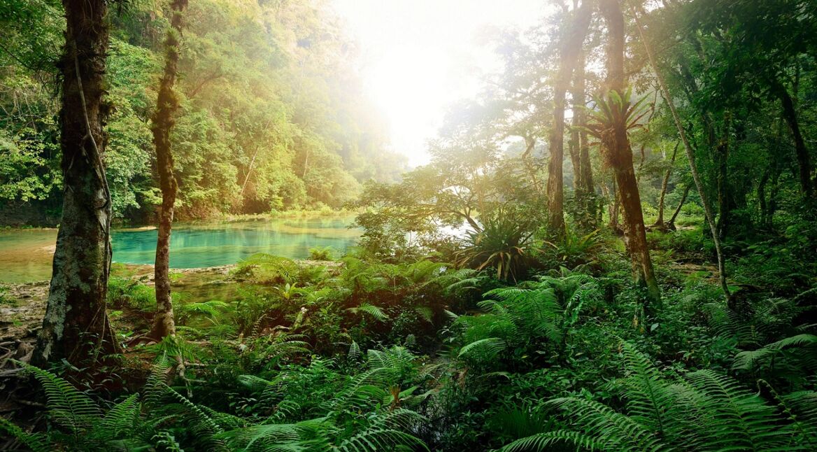 Mysterious Mayan jungle in the national park Semuc Champey Guate