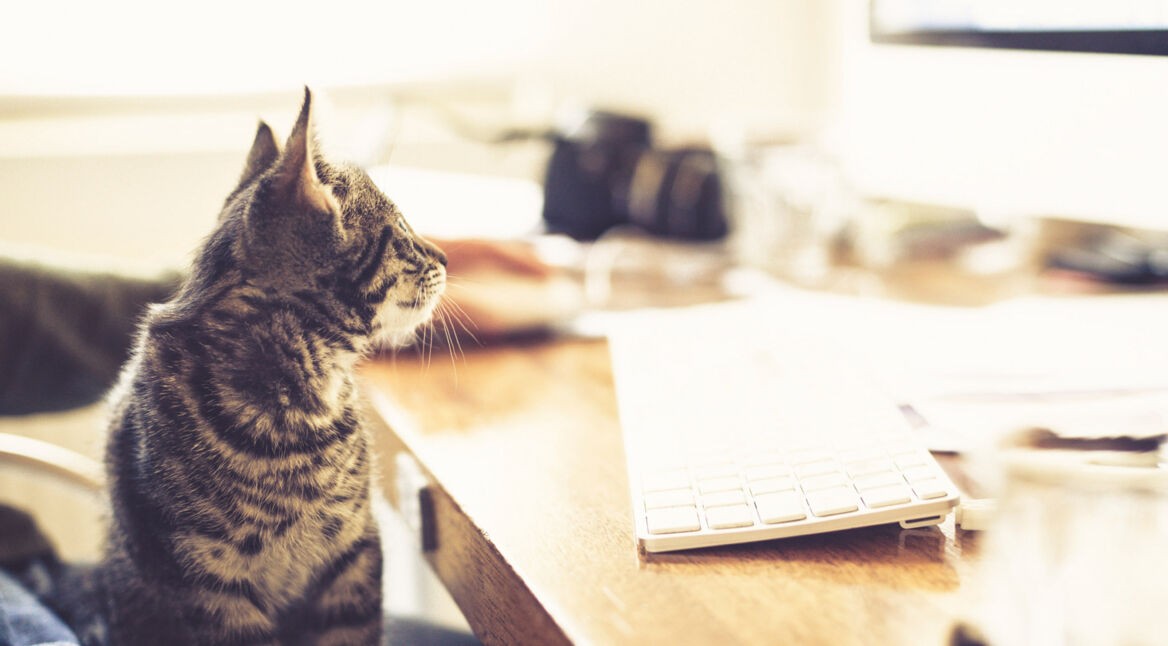 Robokatze_featured_2