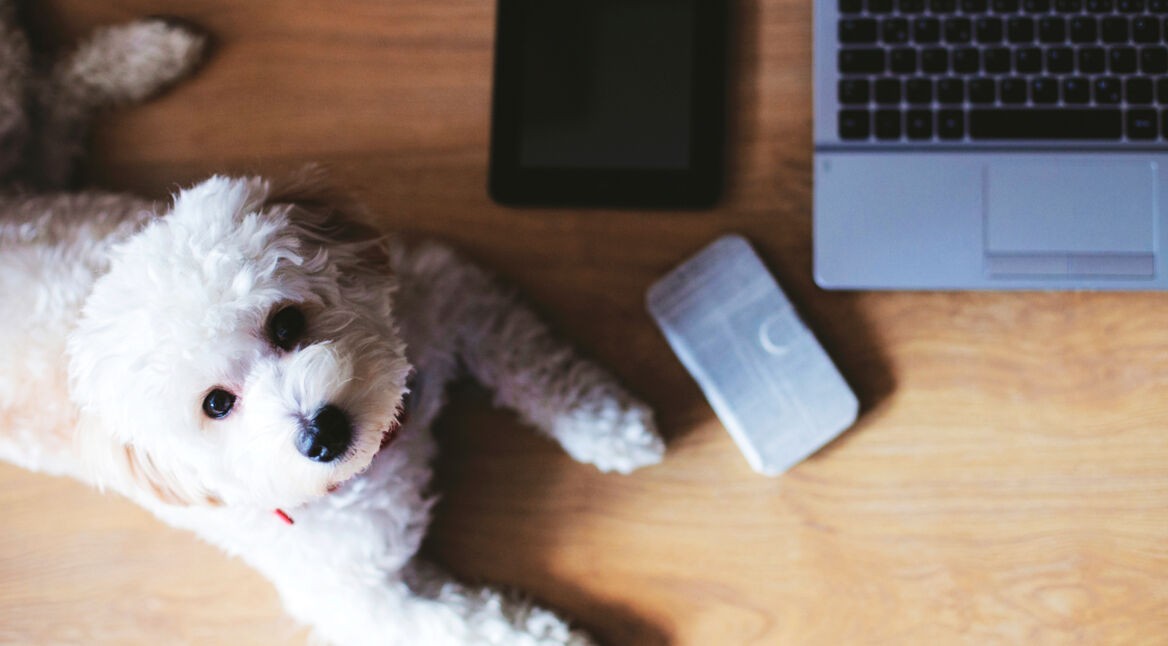 Dog as an integral part of the office