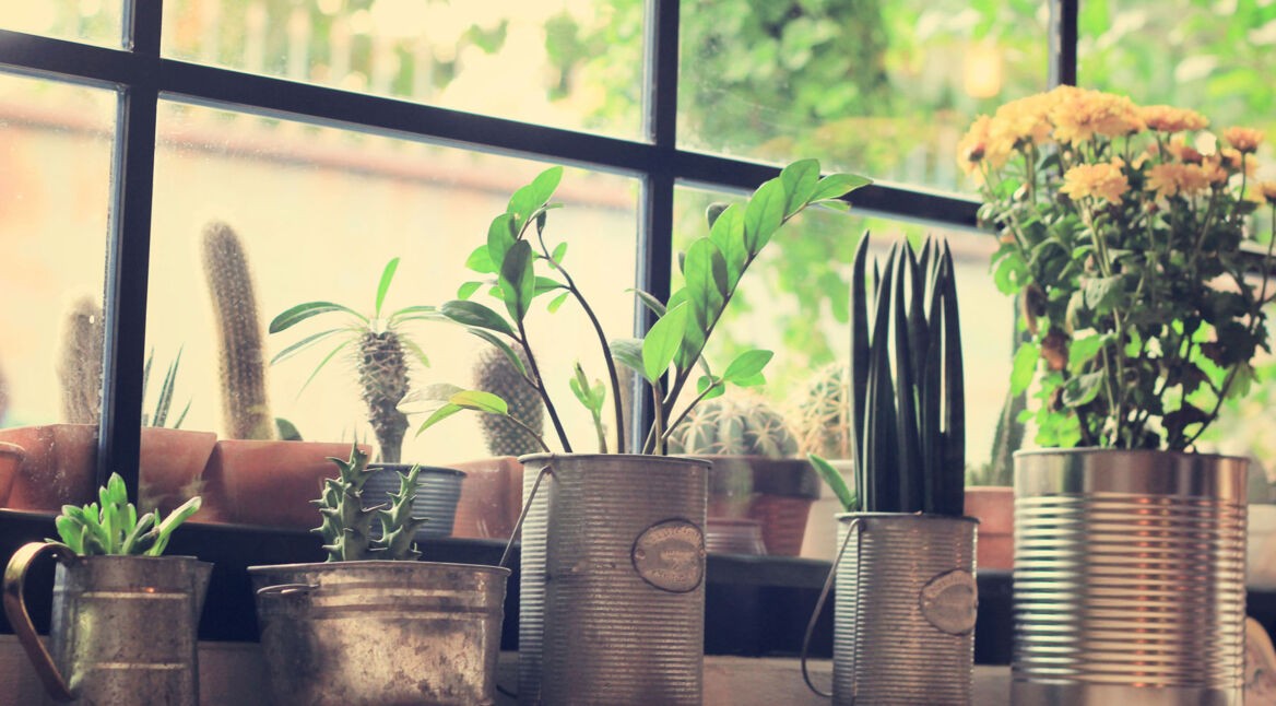 iStock_64155827_LARGE