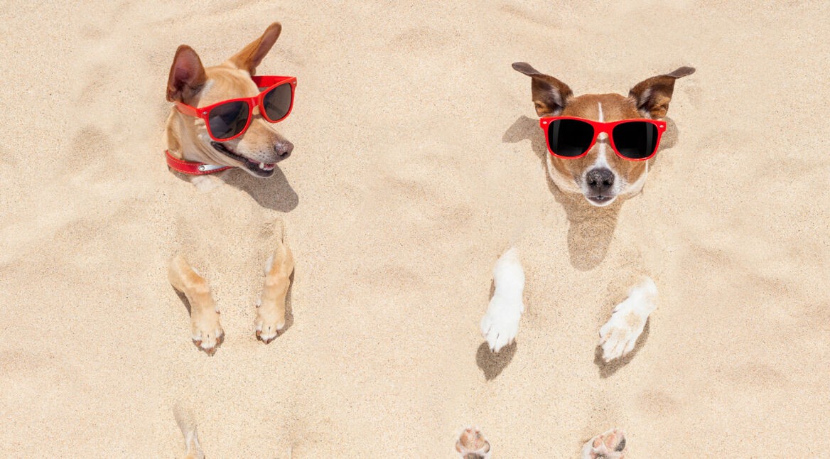 iStock_66232981_LARGE