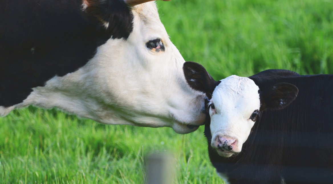 moocall_kuh_iot_internetofthings_featured_vodafone-b