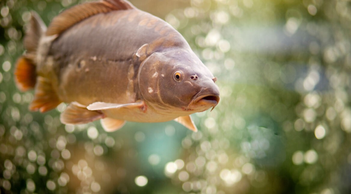Common Carp