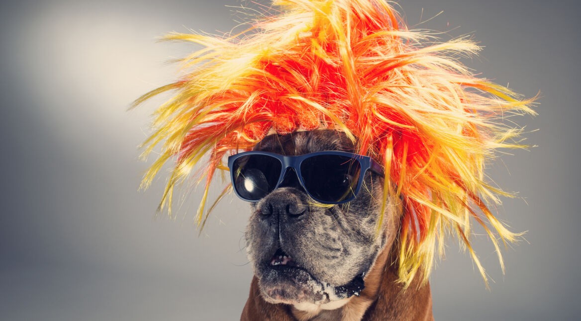 Hund mit Perücke und Sonnenbrille