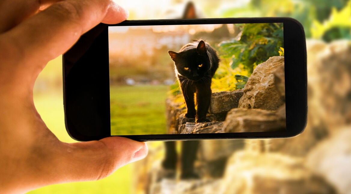 Kätzchen im Display eines Smartphones