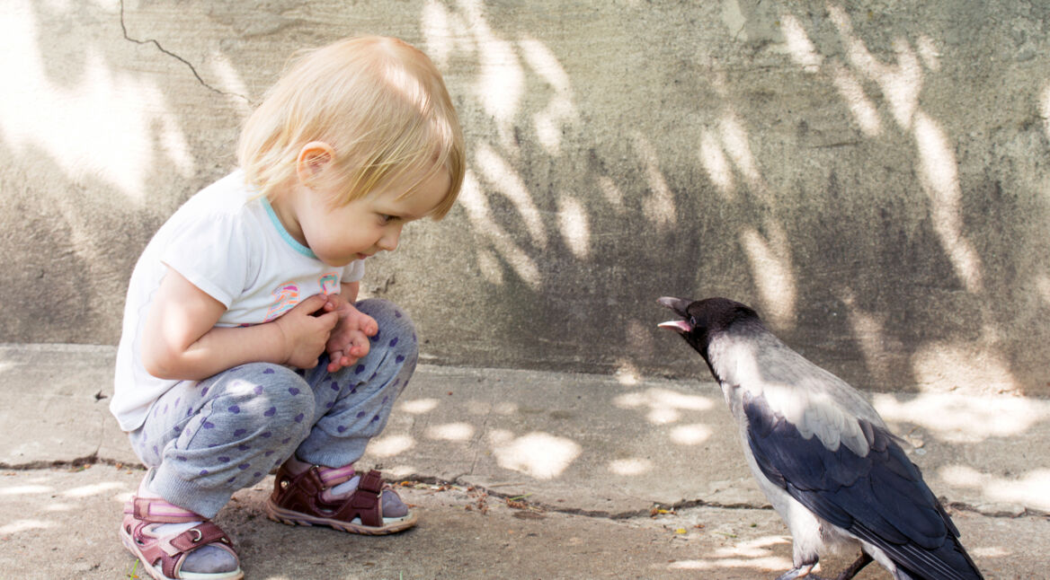 Mit verschiedenen Apps kannst Du Vögel erkennen.