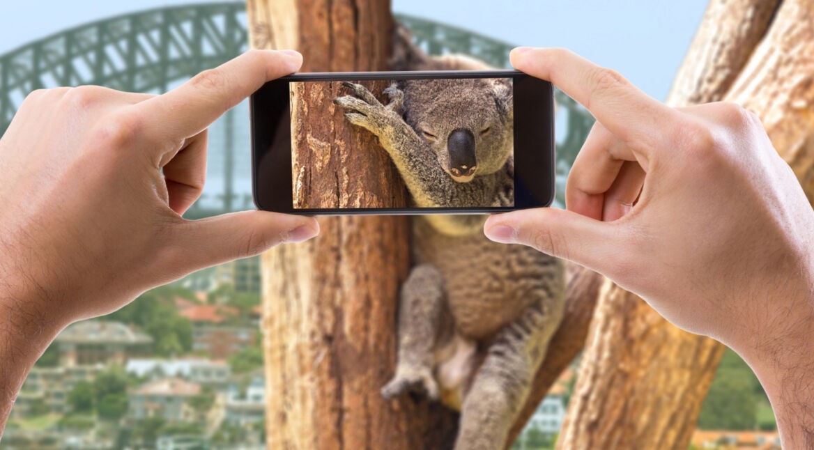 Koalabär vor einem Smartphone