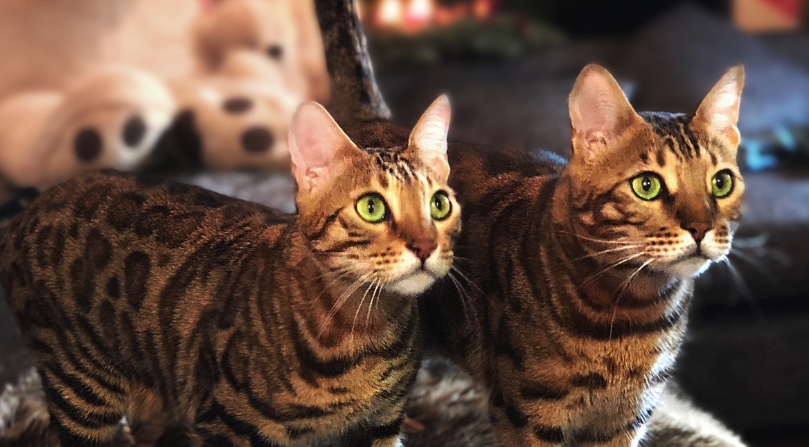 Apecrime Katze Challenge featured Vodafone