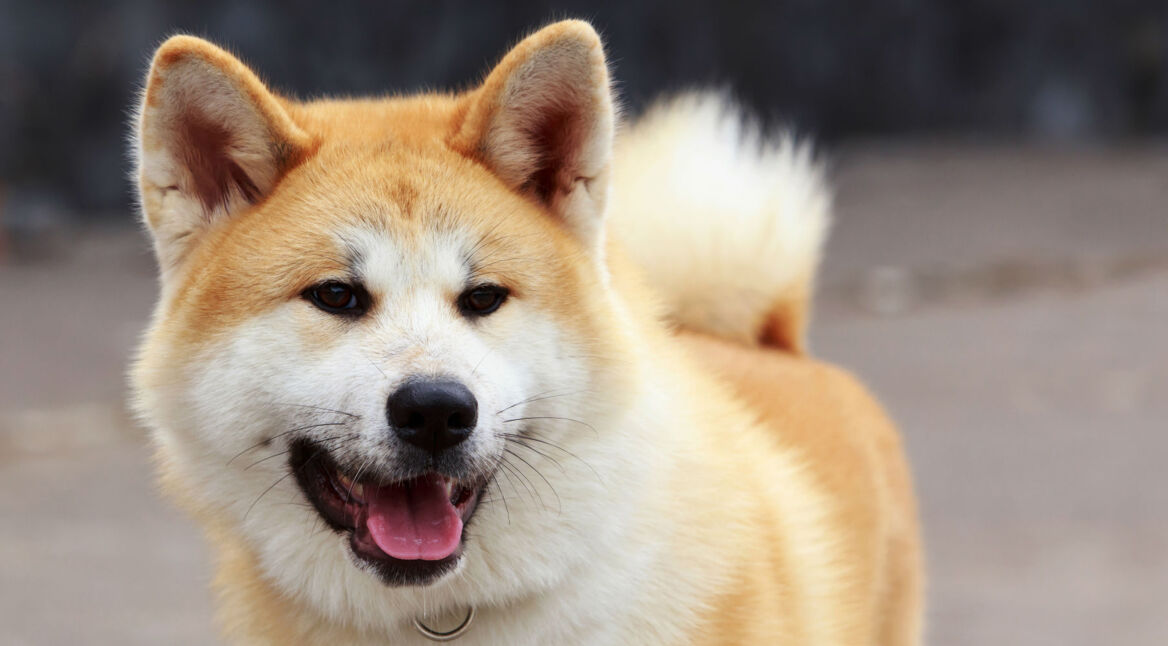 Akita-Hund steht auf der Straße.