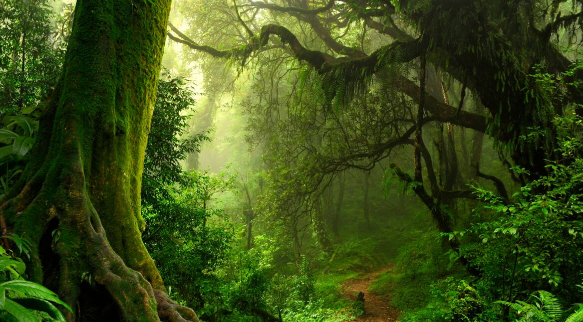 Der Regenwald ist bedroht