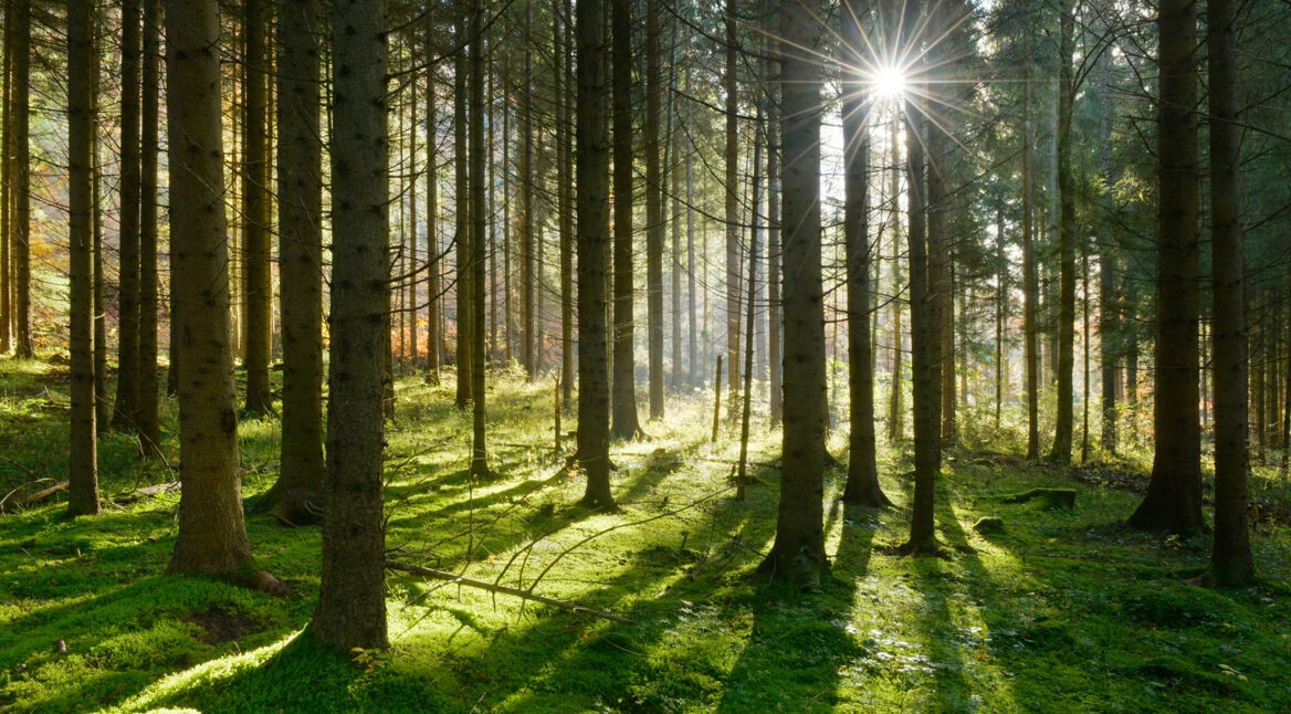 Forest of Spruce Trees illuminated by Sunbeams through Fog