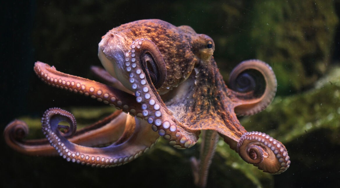Common octopus (Octopus vulgaris).