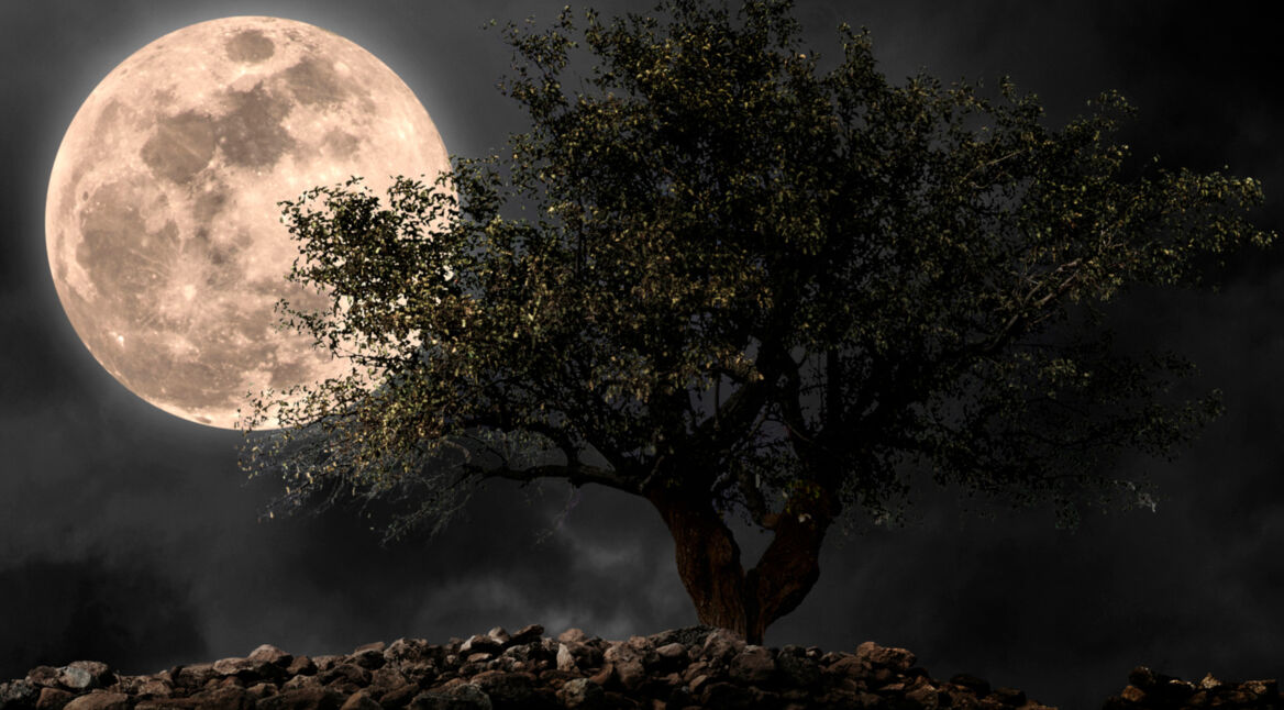 Mond hinter einem Baum bei Nacht