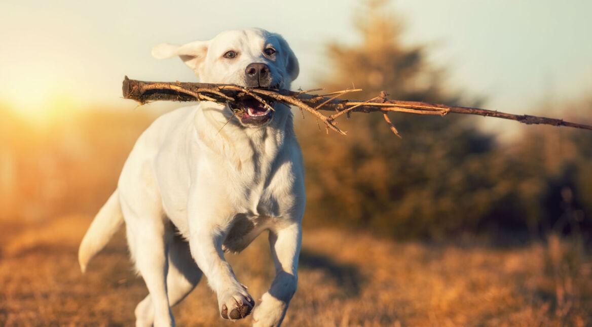 Mit dem Hund auf einen Spaziergang gehen.