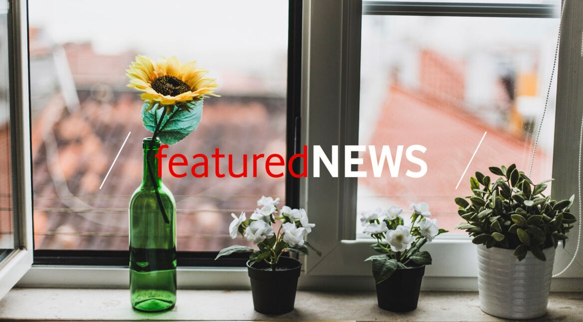 Flower and plant on windowsill