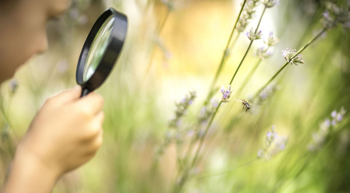 Junge erkennt Insekten in der Natur.
