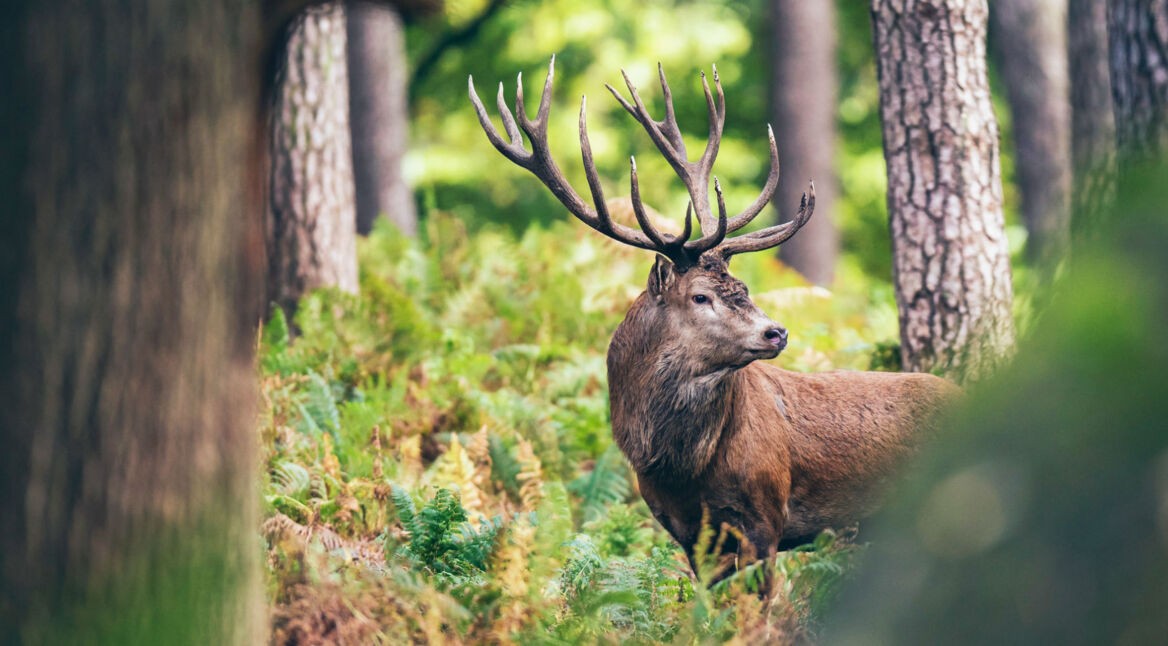 Den Hirsch, ein Wildtier, fotografieren.