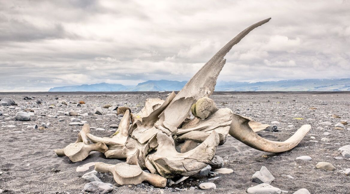 Knochenhaufen in der Wüste