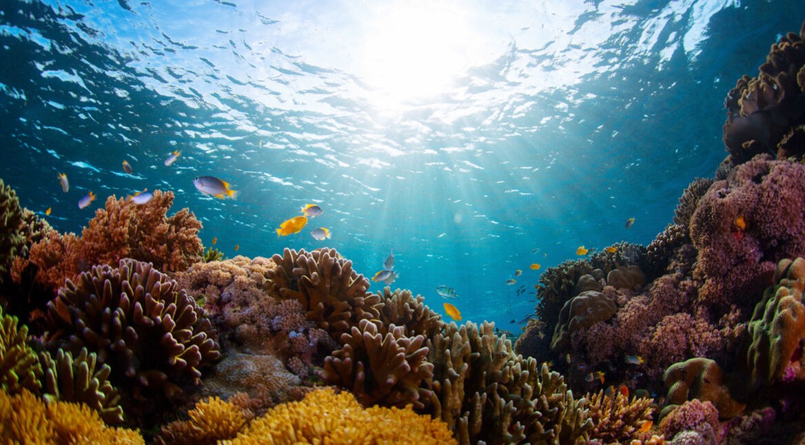 Coral Crafters: Mit dem Projekt von Minecraft den Ozean retten