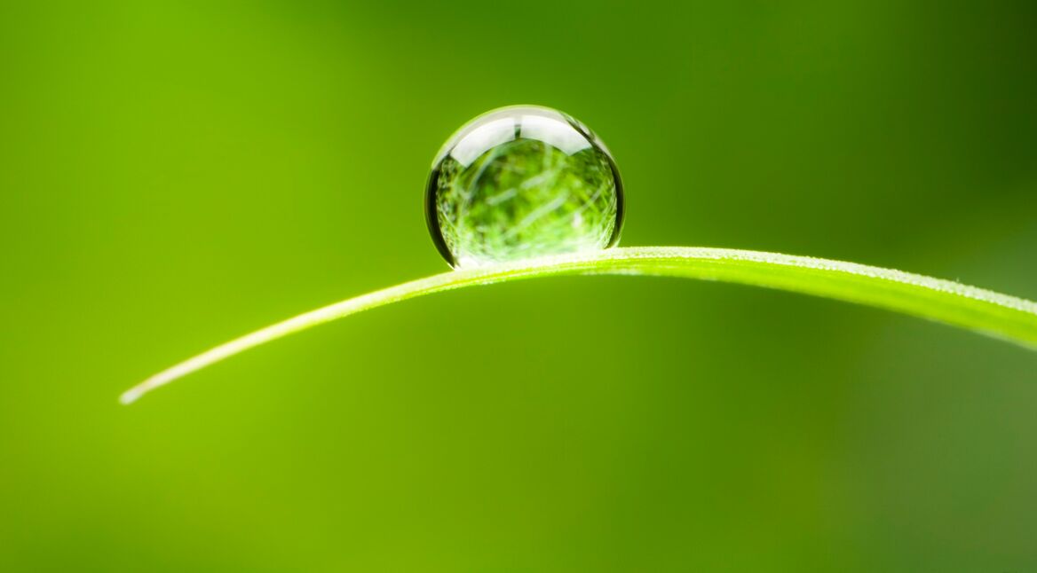 Wassertropfen auf einem Grashalm
