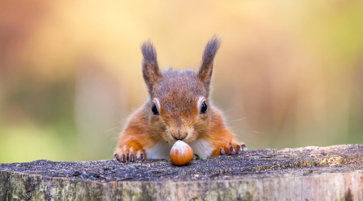 Eichhörnchen mit Eichel