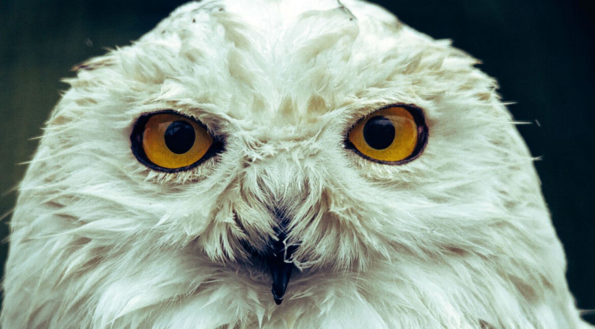 Harry Potters Schneeeule Hedwig.