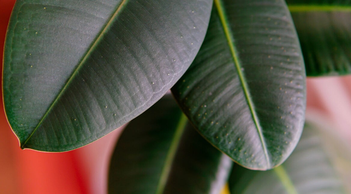 Natede: Smarter Lufterfrischer für Dein Zuhause