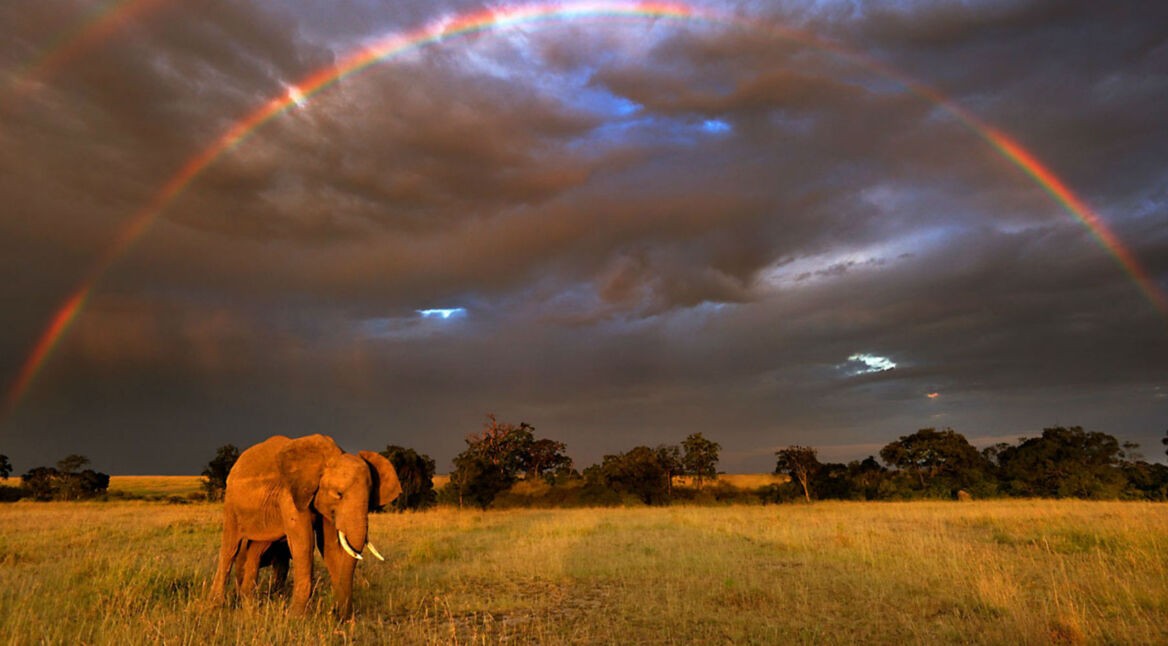 Szenenbild aus der Netflix-Doku „Our Planet”.