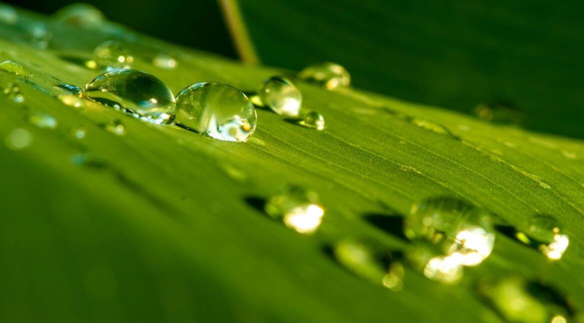 Wassertropfen auf grünem Blatt.