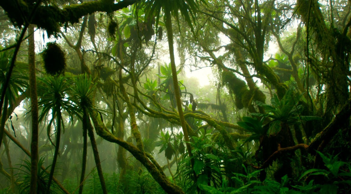 Dschungel in Afrika - Tarzan-VR-Spiel wird entwickelt