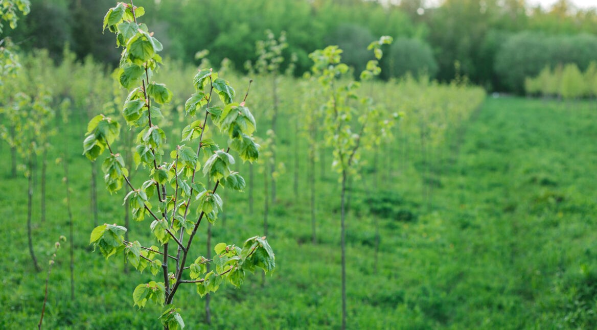 Baumschule, die den Klimaschutz unterstützen soll