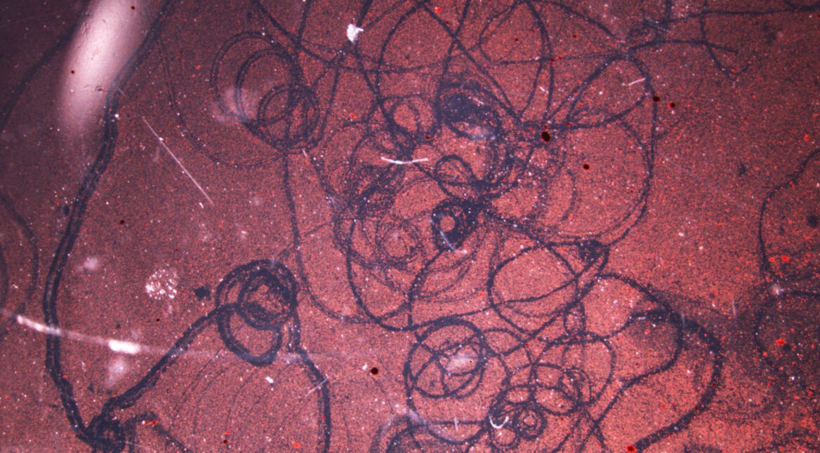 Forscher aus den USA haben Roboter aus Froschzellen programmiert.