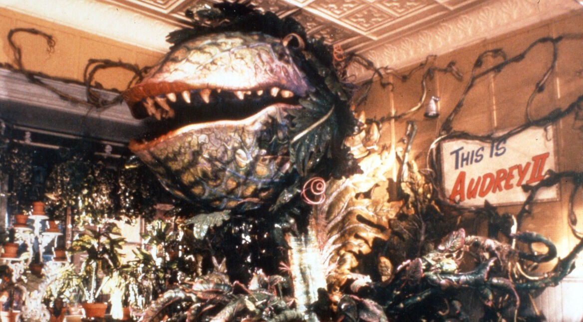 Kleine Horrorladen Audrey Pflanze