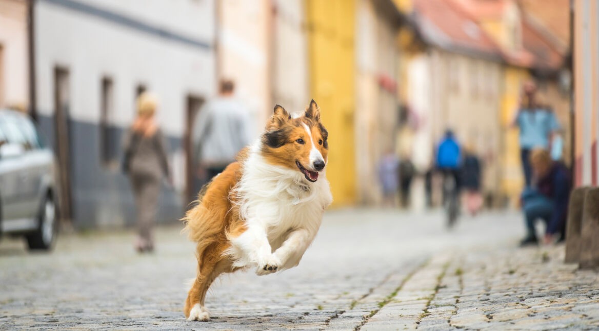 lassie-in-der-featured-filmkritik---lassie-rennt-ueber-buergersteig