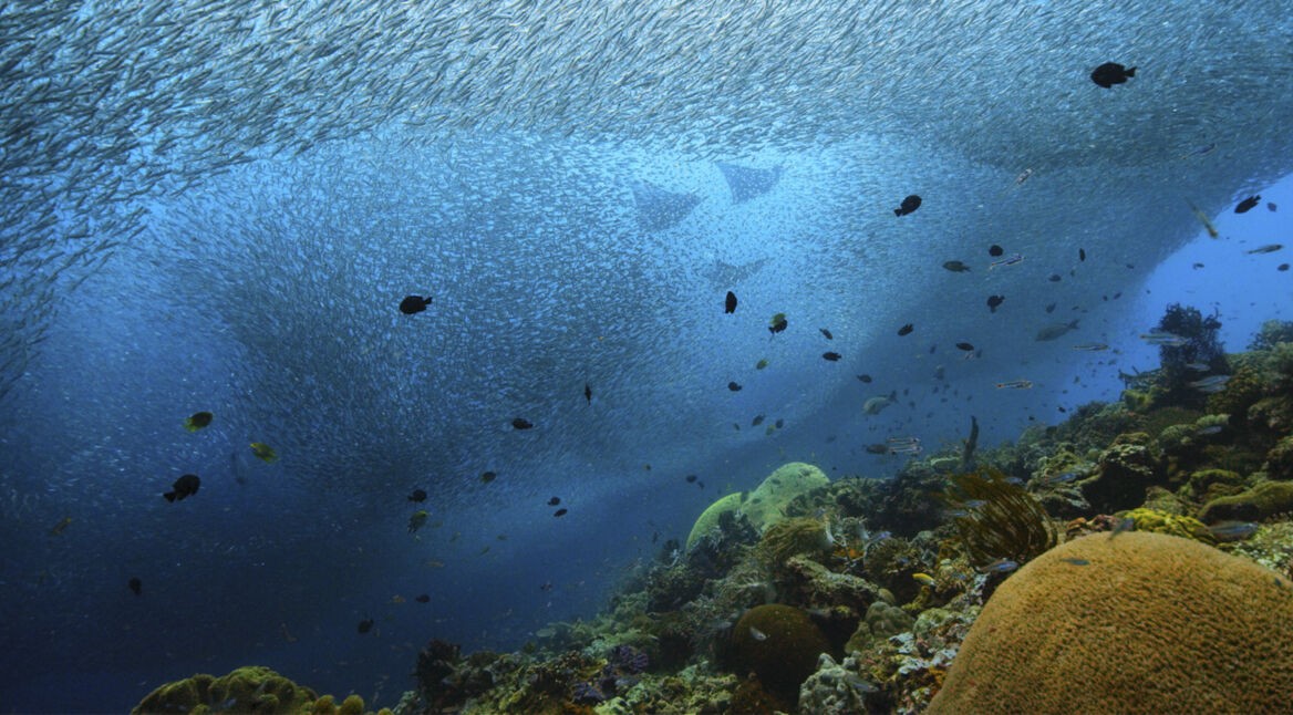 Netflix-unser-planet-gratis