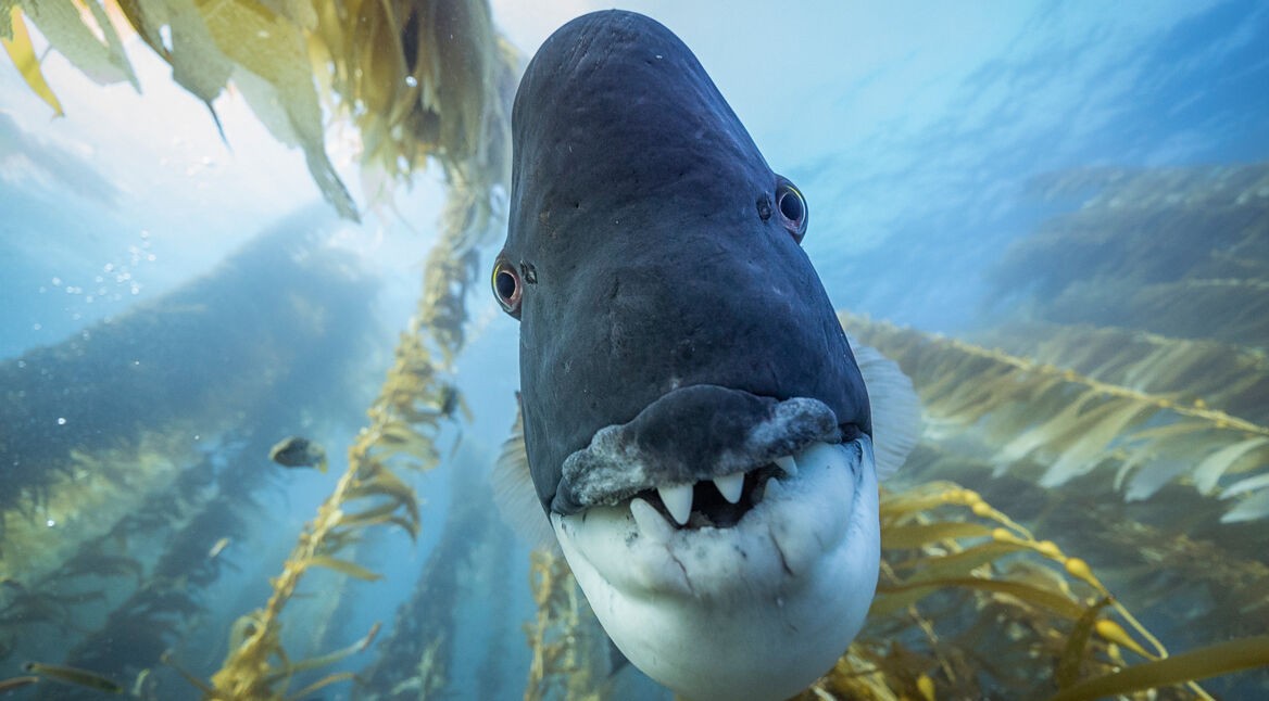 "Verrückter Planet" und "Unser Planet" (Foto) sind tierische Netflix-Serien