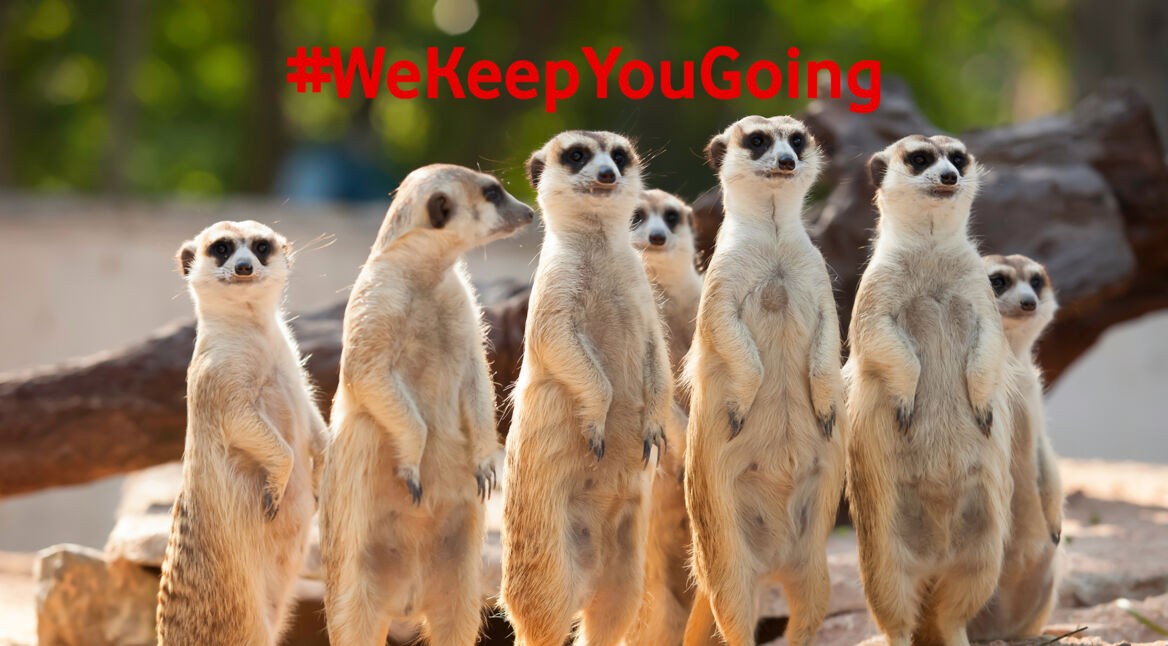 Erdmännchen kannst Du jetzt auch per Home-Safari beobachten