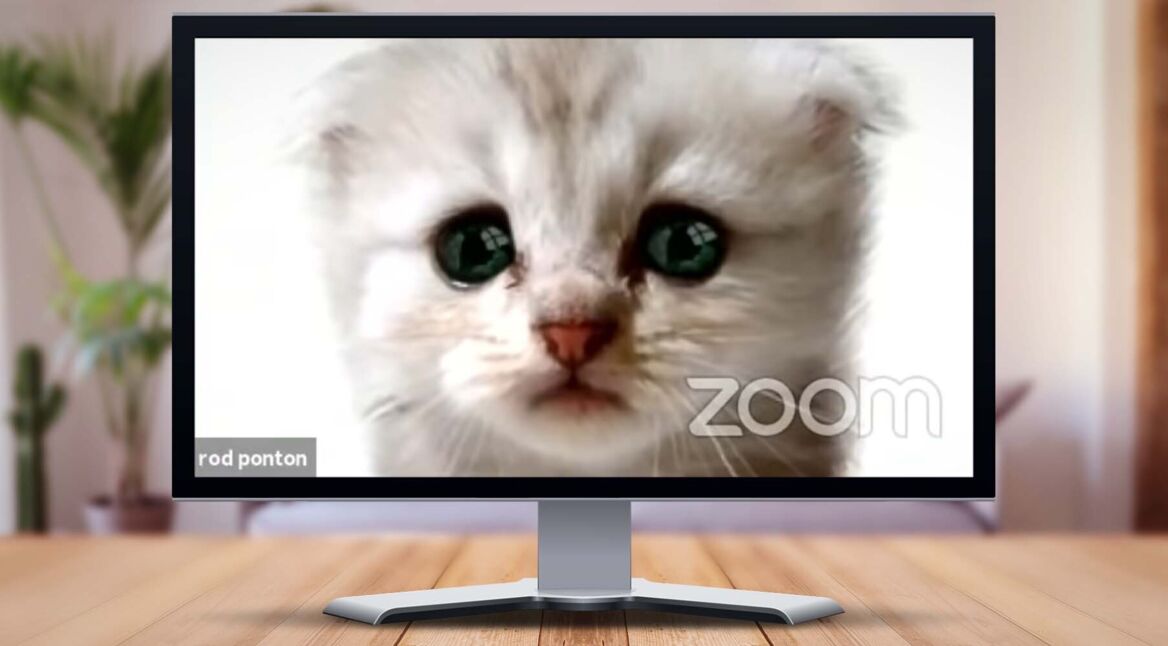 Screenshot Katze Zoom