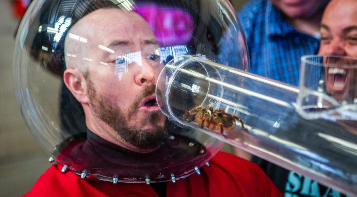 Eine Mutprobe mit Spinne