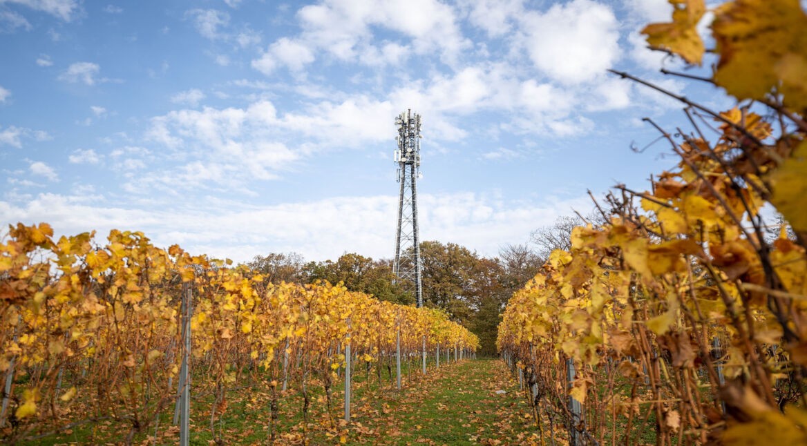 Das Foto zeigt einen Mobilfunkmast in einem Weinberg