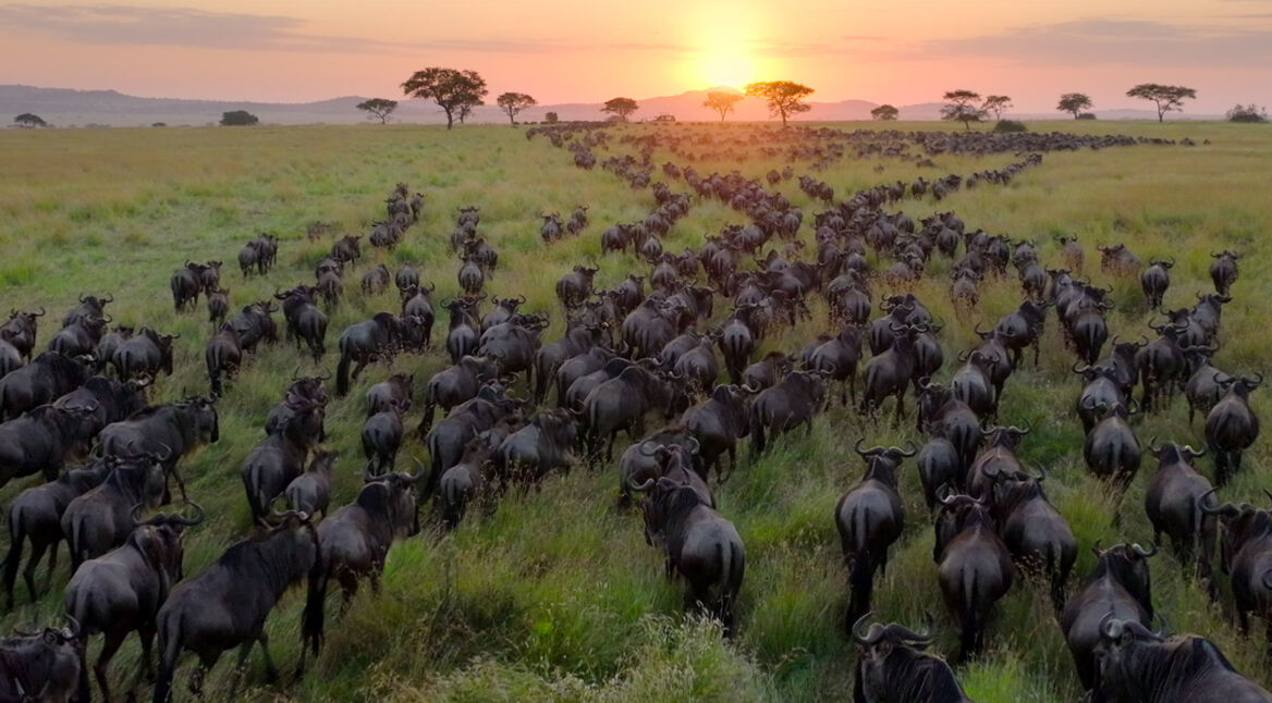 In dieser Szene aus der Serie Unser Planet, einer der beste Netflix-Dokus über Planeten, ist eine riesige Herde Gnus zu sehen, die in der afrikanischen Savanne bei Sonnenaufgang in Richtung Horizont zieht.