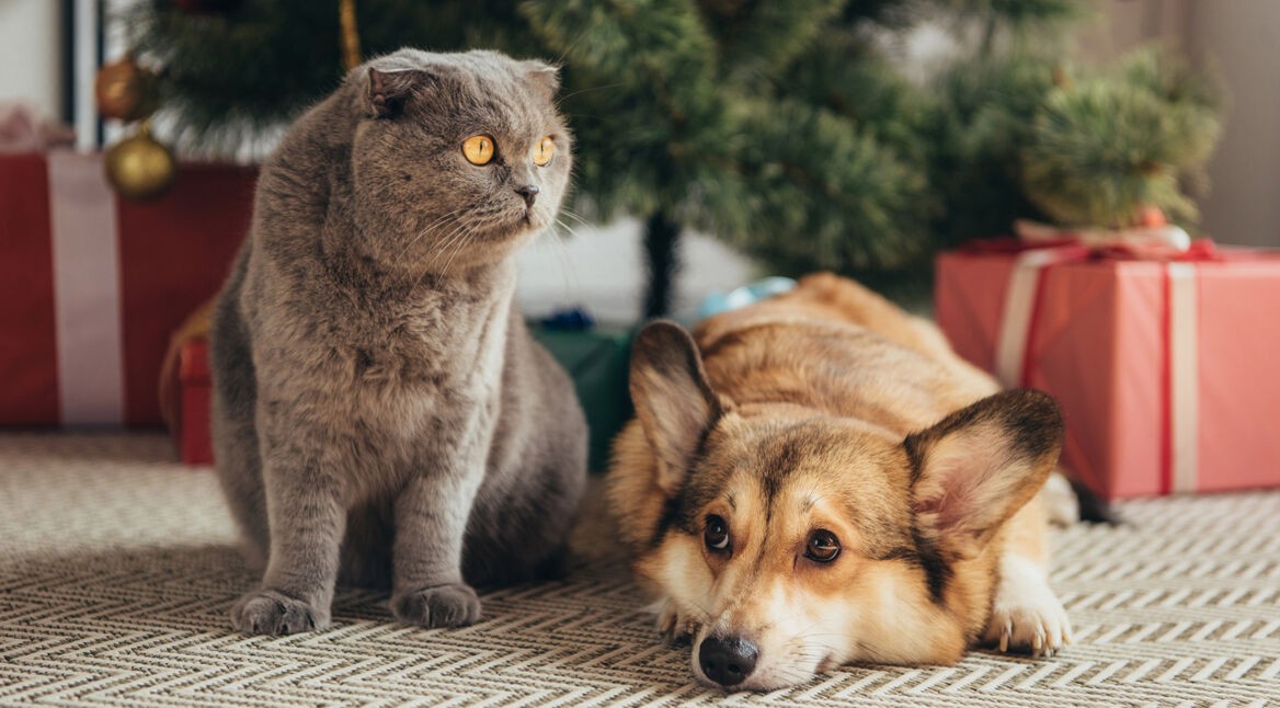 hund und katze vor weihnachtsbaum