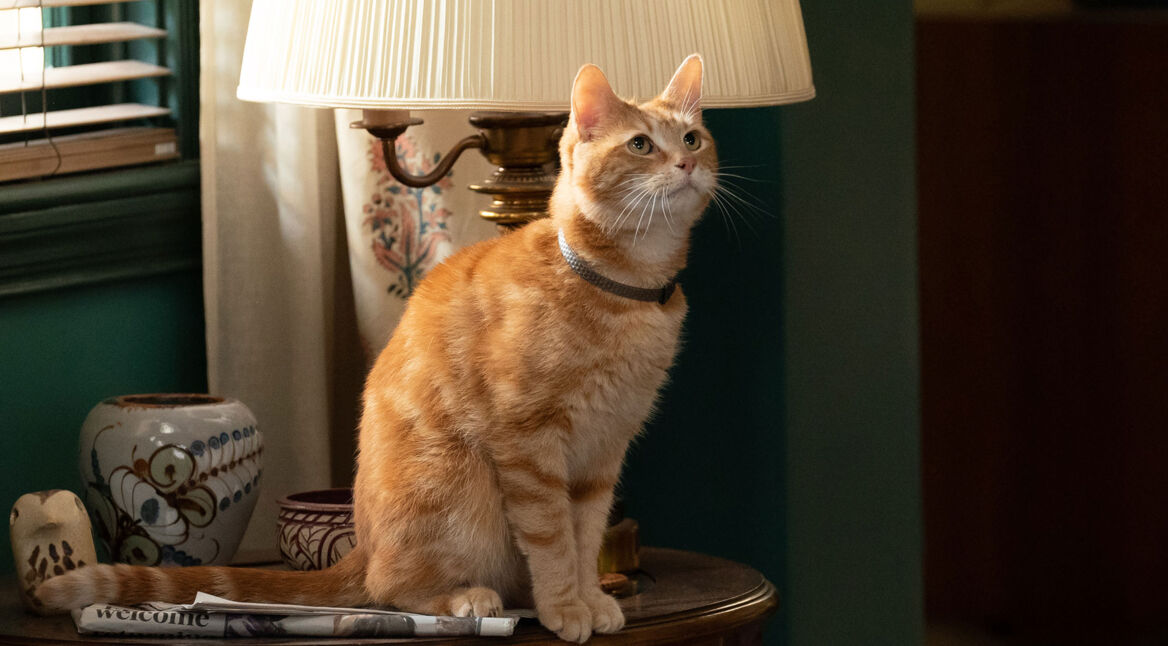 Die Katze Orion sitzt auf einem Schreibtisch