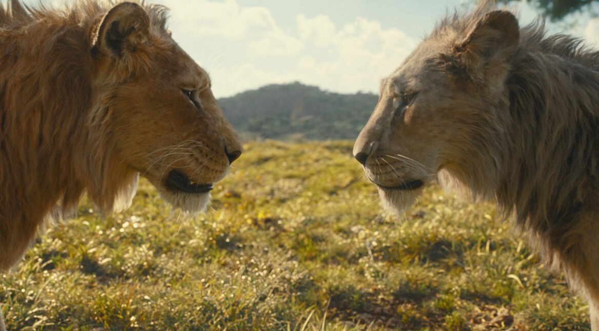 Auf dem Bild zur Mufasa Kritik stehen sich zwei Löwen gegenüber und blicken sich tief in die Augen. Links ist ein jüngerer Löwe mit dichter, goldener Mähne zu sehen, während rechts ein älterer Löwe mit leicht ergrauter Mähne abgebildet ist. Die Szene spielt auf einer sonnigen Graslandschaft mit sanften Hügeln im Hintergrund, was die emotionale und bedeutungsvolle Atmosphäre zwischen den beiden Tieren unterstreicht.