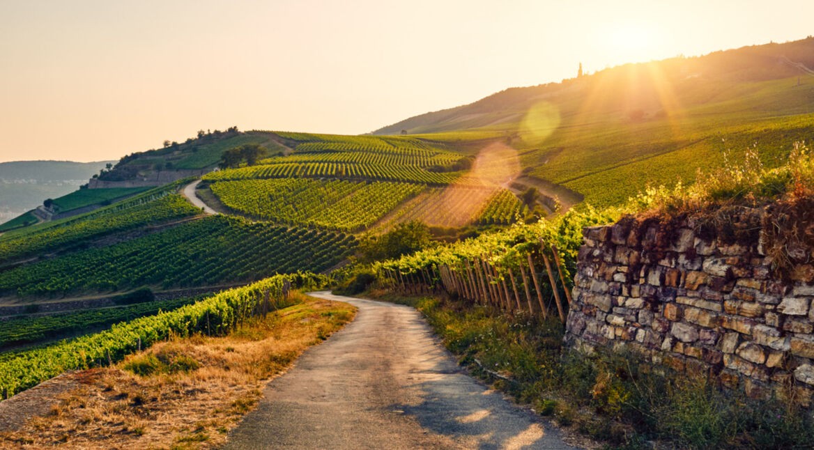 Blick auf einen Weinberg im Sonnenuntergang.